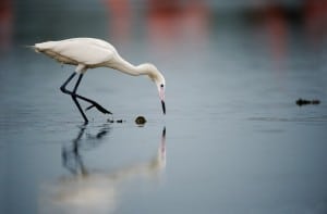 Snowy Egret Fishing Adobe Stock