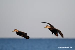 Michael Furtman American Black duck drakes (Anas rubripes) flying.