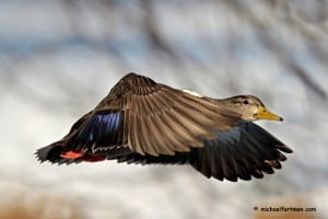 American Black duck (Anas rubripes) drake flying, wooded, winter setting.