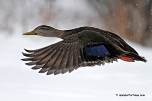 Michael Furtman Black Duck in Winter