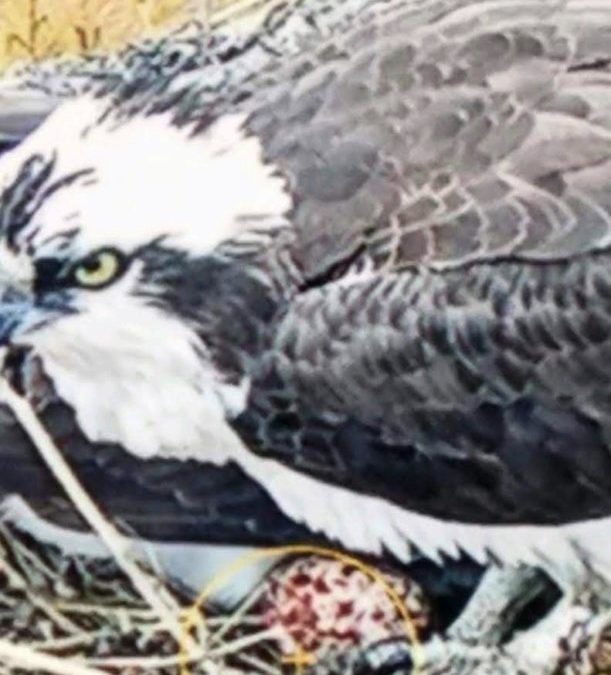 Live Osprey Cam at the Discovery Center