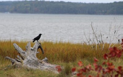 Seeking Proposals for Work on a Salt Marsh Stewardship Guide!
